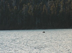 My first siting of a moose on this trip!